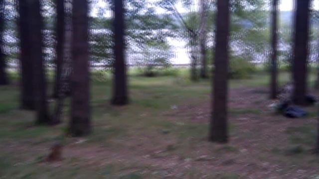 Чайковский. Парк? Сквер? Лесная чаща? смотреть онлайн