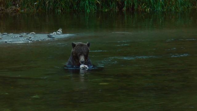Быстрый путь, если встретил МЕДВЕДЯ. Интересные факты о грозном гризли. Медведи и их среда обитания смотреть онлайн