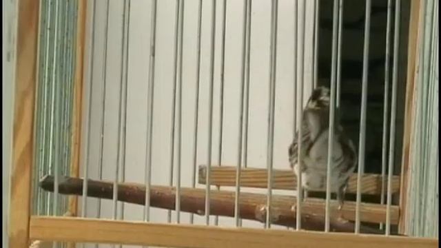 ОВСЯНКА-РЕМЕЗ - 3.(12.03.2014.) смотреть онлайн