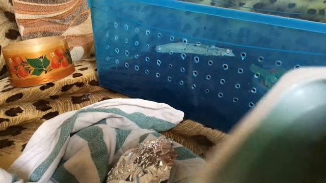 Мои улитки и что едят смотреть онлайн