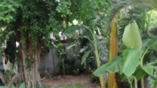 Natural Park Паттайя. Обзор территории отеля. Часть 3.