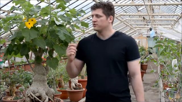 Ункарина Uncarina самое большое растение в моей коллекции смотреть онлайн