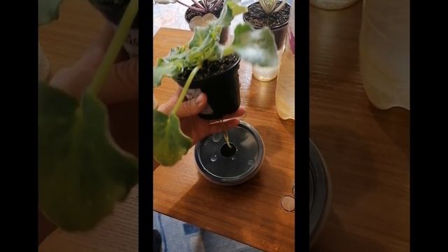 Фитильный полив, клевая штука! #фитильныйполив #цветы #фиалка #сенполия #flovers #любимоехобби смотреть онлайн