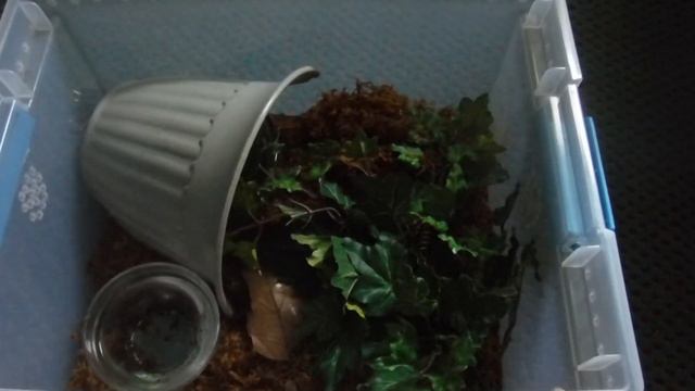 Ringneck Snake Captive Care In-depth смотреть онлайн