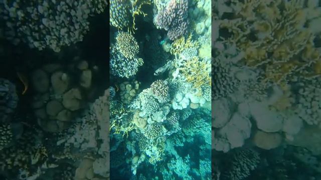 Reef Ras Nasrani Coral Beach Montazah смотреть онлайн