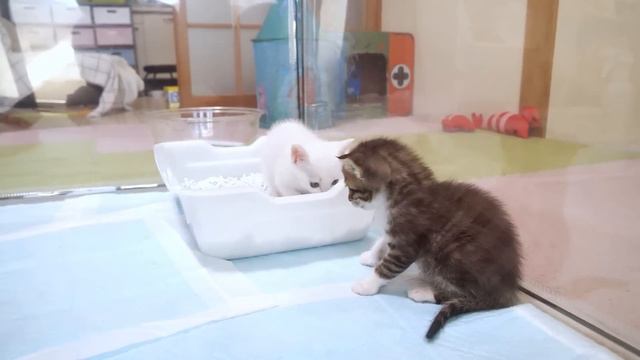 トイレ訓練中の子猫達が砂まみれで暴れています【赤ちゃん猫　保護猫】 смотреть онлайн