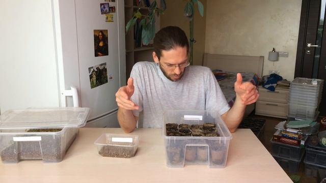 Почему не растет Павловния смотреть онлайн