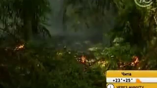 КАК ТУШИТЬ ЛЕСНОЙ ПОЖАР смотреть онлайн