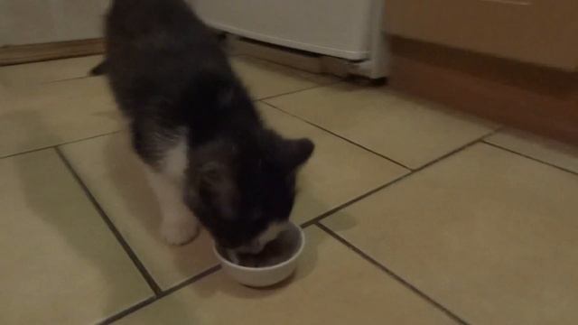 котенок смотреть онлайн