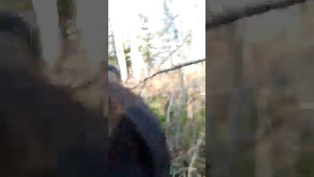 медведь и человек вместе собирают черемшу смотреть онлайн