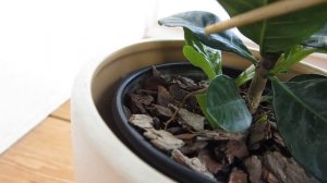 Как заставить гардению цвести чаще