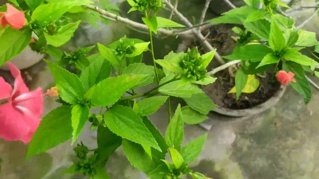 red chili hibiscus plant care and propagation 🌶🌶🌶🌶🌺🌺#funsgardening #hibiscus #Octoberhibiscuscare смотреть онлайн
