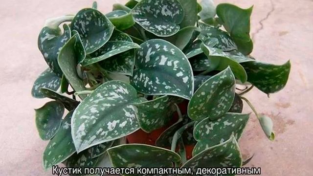 Сциндапсус золотистый — уход в домашних условиях смотреть онлайн