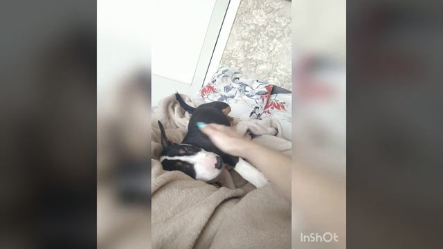 Щенок Мини Бультерьер=Кавайный малыш🤗 смотреть онлайн