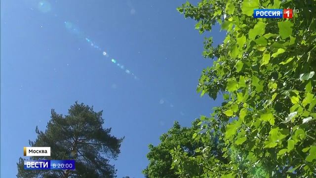 Тополиный пух: почему он появляется? смотреть онлайн