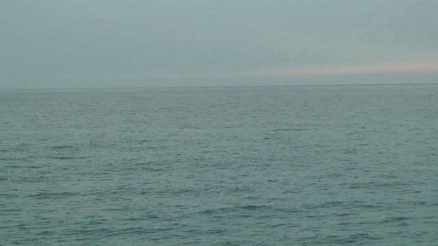 Крым, Чёрное море, дельфины смотреть онлайн