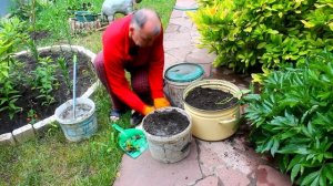 Выращивание картофеля и капусты в ведре - эксперимент! Миф или реальность?