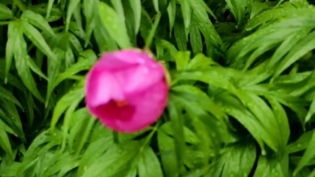 Лена и Ваня// Аромат лотоса перебьет запах пота// Обзор видео// смотреть онлайн