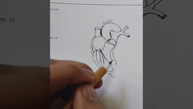HOW TO DRAW HUMAN HEART , BASIC SKETCH ✍️ смотреть онлайн