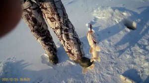 ЩУКА НА МАХАЛКУ. Рыбалка на Амуре на хапугу Зимой 2021