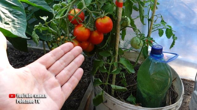 ПОМИДОРЫ В ВЕДРЕ БОЛЬШОЙ УРОЖАЙ БЕЗ ЗАБОТ И ХЛОПОТ смотреть онлайн