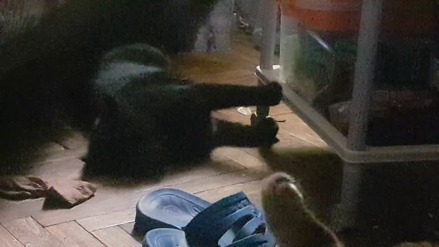 Вязка с кошкой Линдой смотреть онлайн