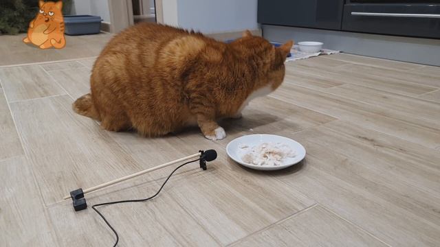 Расслабляющее видео антистресс 2020. CAT ASMR EATING 2020. АСМР Кот Ест Кошачий Корм смотреть онлайн