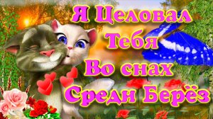 Это Видео Можно Смотреть Бесконечно ✨  Говорящий Том  ? Я Целовал Тебя во Снах ?