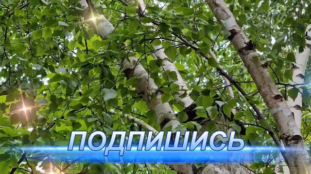 15 января Сильвестров день: что категорически нельзя делать смотреть онлайн