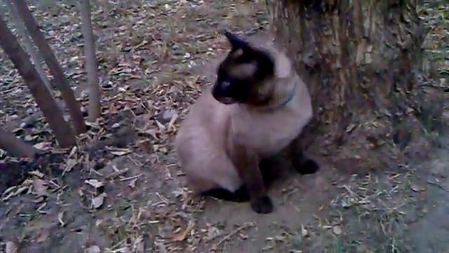 Сиамский кот следит смотреть онлайн