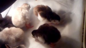 Инкубация цесарок завершилась успешно. Особенности инкубации во время вывода цесарят.