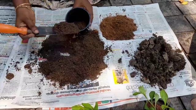 Petunia Care & Propagation | Petunia The Beauty | #petunia смотреть онлайн