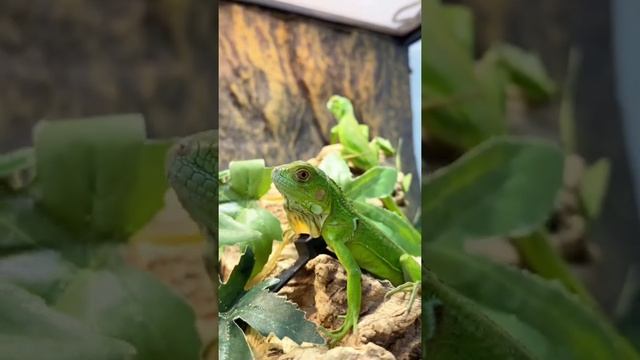 Рассказываем о настоящих драконах! Часть 1 #ящерица #животные #террариум #экзоменю #exomenu #игуана смотреть онлайн