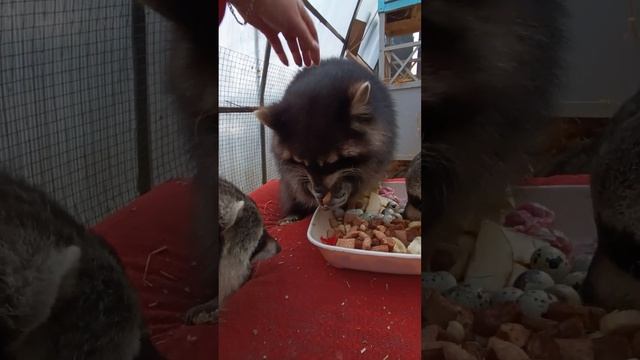 #енотики #ямыилюша #raccoon #животные #помощьбездомнымживотным #анапа смотреть онлайн