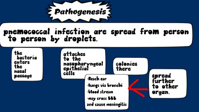 Streptococcus pneumoniae microbiology lecture in hindi|streptococcus pneumoniae microbiology lectur смотреть онлайн