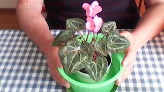 Цветочный горшок c автополивом. Flower-pot with watering system смотреть онлайн