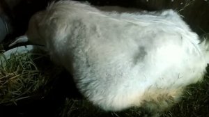 Признаки скорого окота .У козы тройняшки !!!