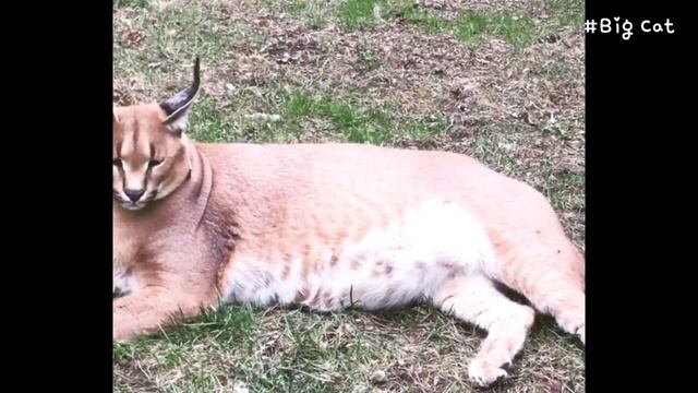 Caracal Adolf's Cute Voice : Adolf Karr : Floppa