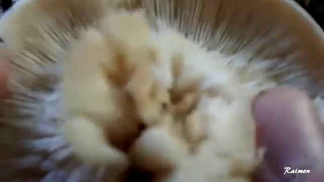 Como distinguir la seta pardilla ( lepista nebularis ) de la entoloma lividum ( falsa pardilla ) смотреть онлайн