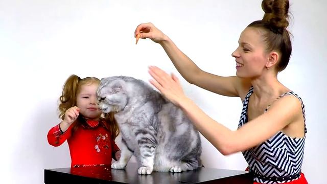 Кошачья вечеринка!) День рождения кота Рони! Кот стоит на задних лапах и кушает из рук креветки!)) смотреть онлайн