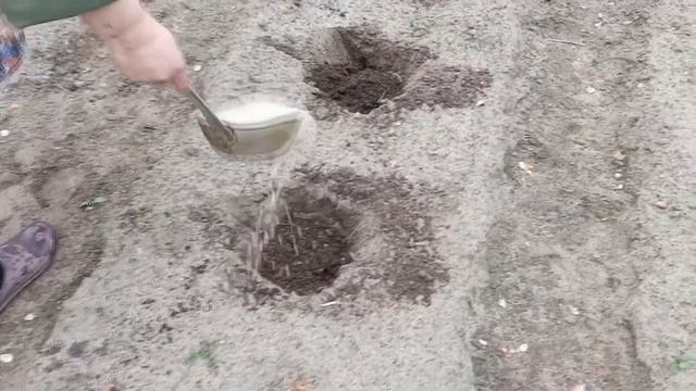 25.05.20 Пора сажать зимнюю капусту Снял семенами 25 апреля 2020 смотреть онлайн