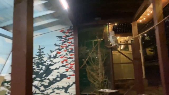 Сухой корм не подойдёт!!! смотреть онлайн