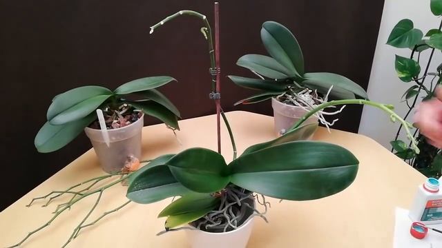 Cortar las varas florales de las Orquídeas Phalaenopsis смотреть онлайн