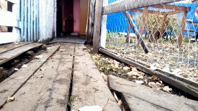 Погода в Покров День .Котёнок остался без молока смотреть онлайн