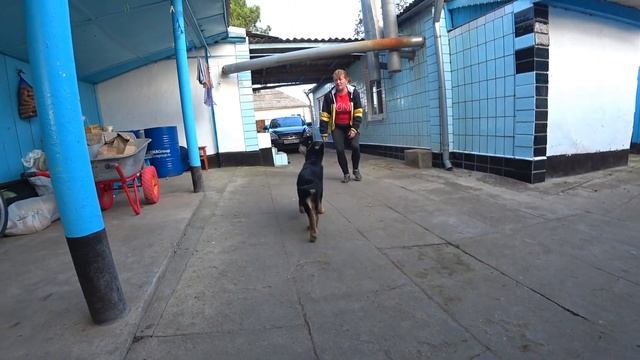 дрессировка щенка в игровой форме, что необходимо добавлять в кашу собаке, когда приучать к улице? смотреть онлайн