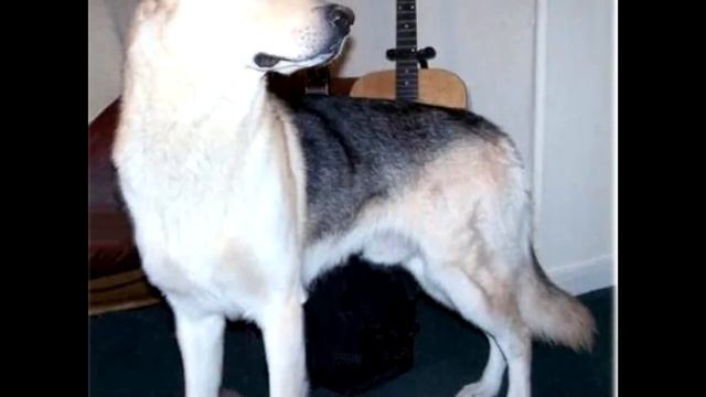 Пес 8 лет искал родной дом, а когда нашел, то заплакал от счастья! смотреть онлайн