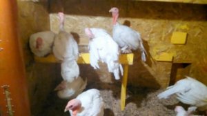 Индюшатник. Нужен ли насест?