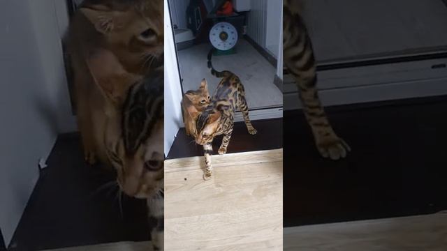 бенгальская и чаузи ф1