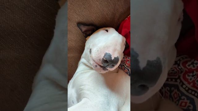 Сопелка Жень) Спокойной ночи 😴😴😴 #соня#сопит#носом#спать смотреть онлайн