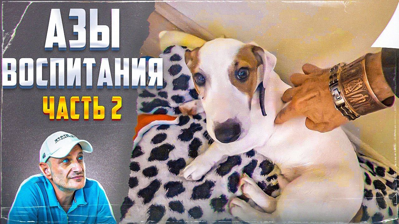 Азы воспитания (Часть 2) Джек-рассел-терьер смотреть онлайн